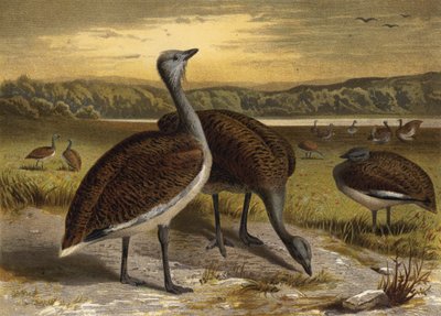 Great Bustard by European School
